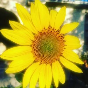 Meet your Posher, Peggy